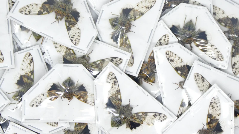 Platypleura nobilis Cicada Specimens | A1, Approx. 45 mm