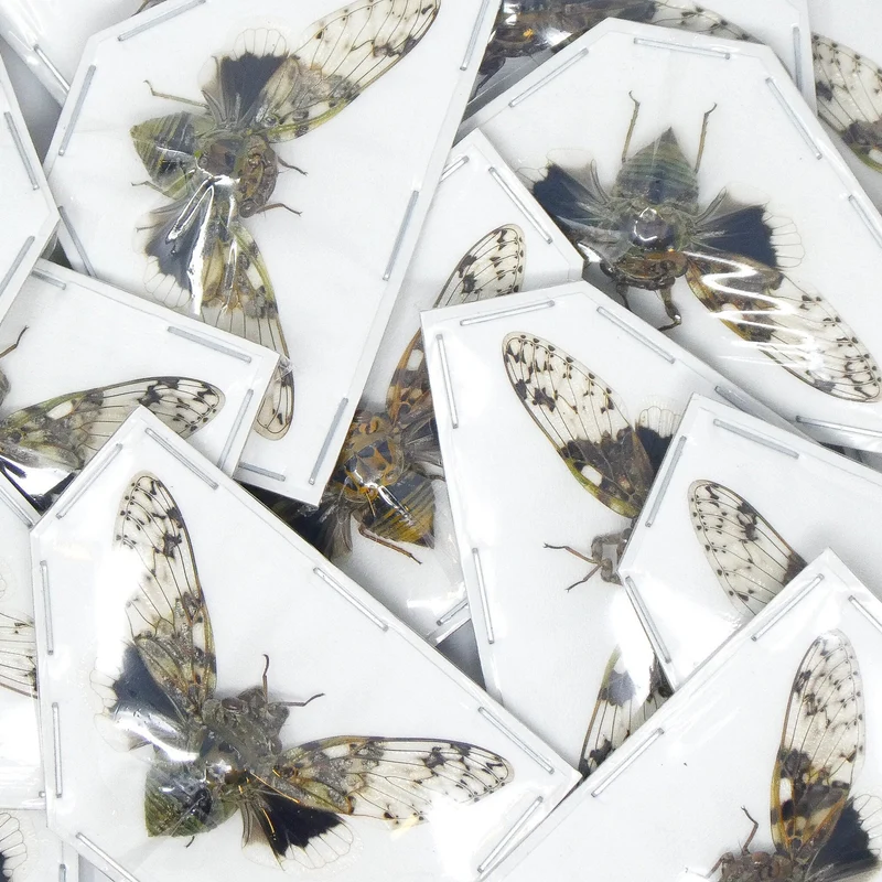 Platypleura nobilis Cicada Specimens | A1, Approx. 45 mm