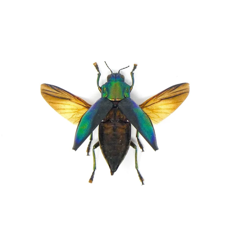 Cyphogastra calepyga Beetle Specimen Spread-Wings | A1 Quality | Dry-Preserved BUPRESTIDAE