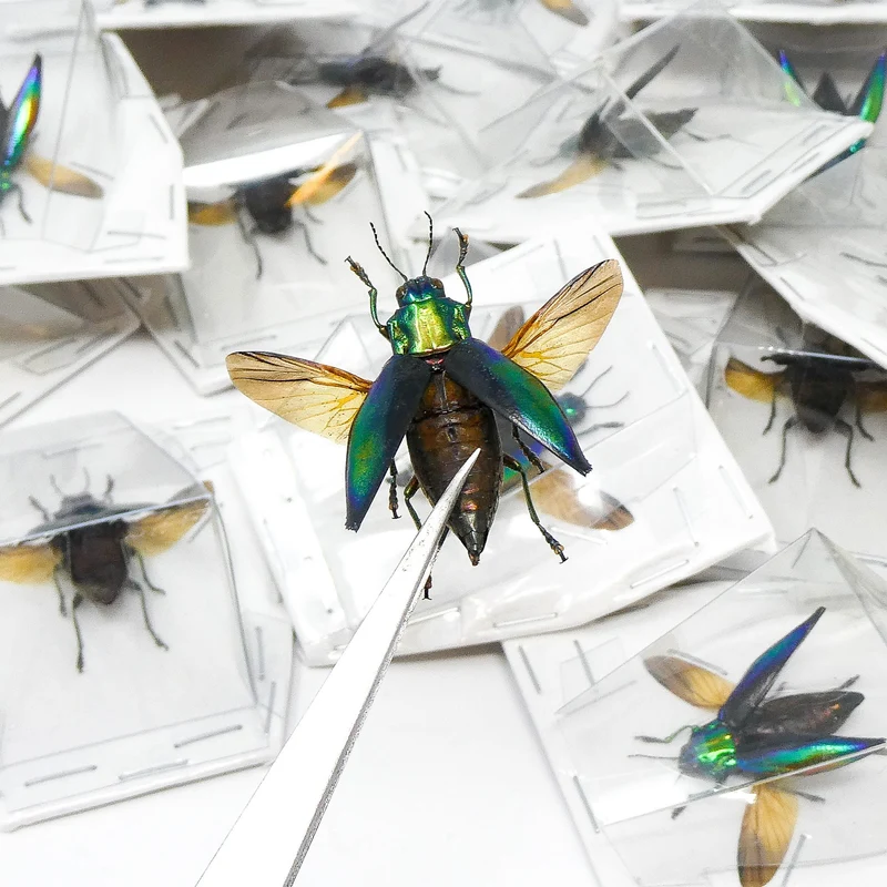 Cyphogastra calepyga Beetle Specimen Spread-Wings | A1 Quality | Dry-Preserved BUPRESTIDAE
