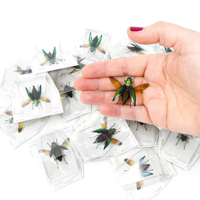 Cyphogastra calepyga Beetle Specimen Spread-Wings | A1 Quality | Dry-Preserved BUPRESTIDAE