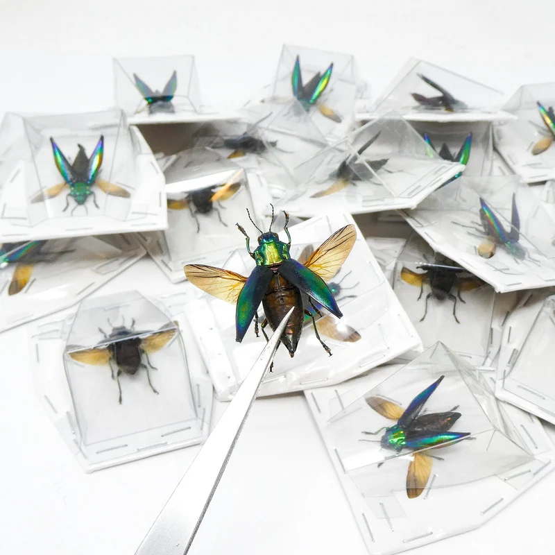 Cyphogastra calepyga Beetle Specimen Spread-Wings | A1 Quality | Dry-Preserved BUPRESTIDAE
