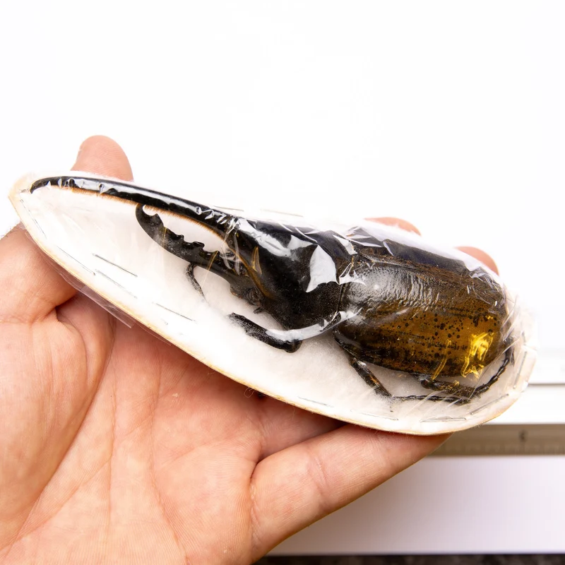 Hercules Beetle (Dynastes hercules lichyi) Peru, A1 Extra Large Male Specimen ** 130MM**