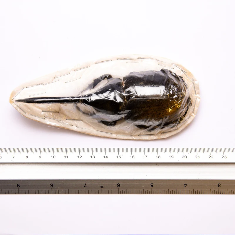 Hercules Beetle (Dynastes hercules lichyi) Peru, A1 Extra Large Male Specimen ** 130MM**