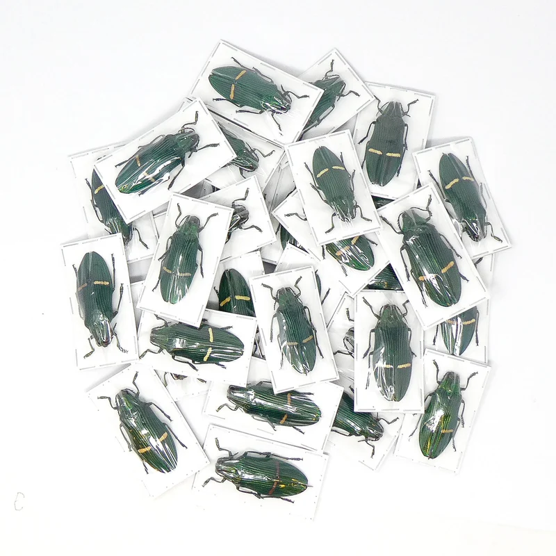 10 Catoxantha opulenta opulenta Beetle Specimens A1 Entomology (wholesale)