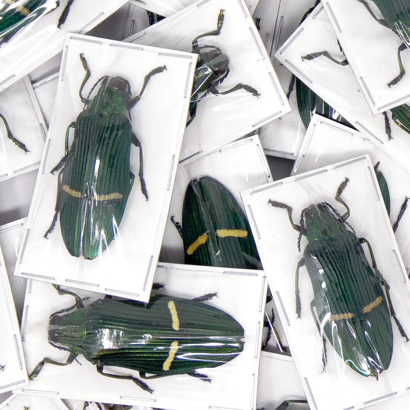 10 Catoxantha opulenta opulenta Beetle Specimens A1 Entomology (wholesale)