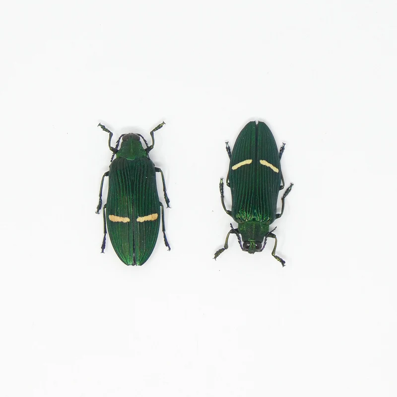 10 Catoxantha opulenta opulenta Beetle Specimens A1 Entomology (wholesale)