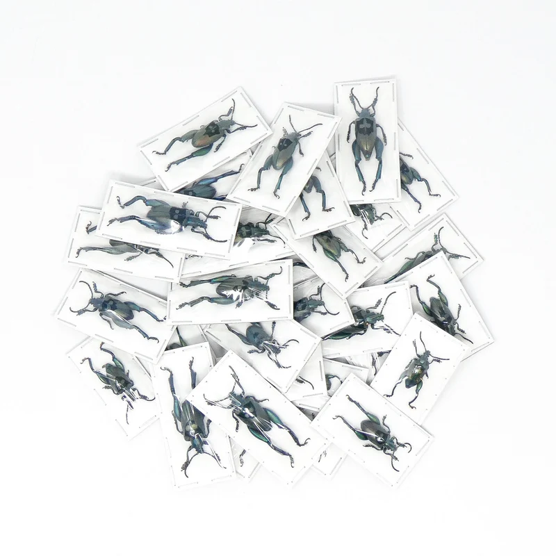 LOT OF 10 Blue Frog-Leg Beetles (Sagra femoralis) A1 Entomology Specimens (Large)