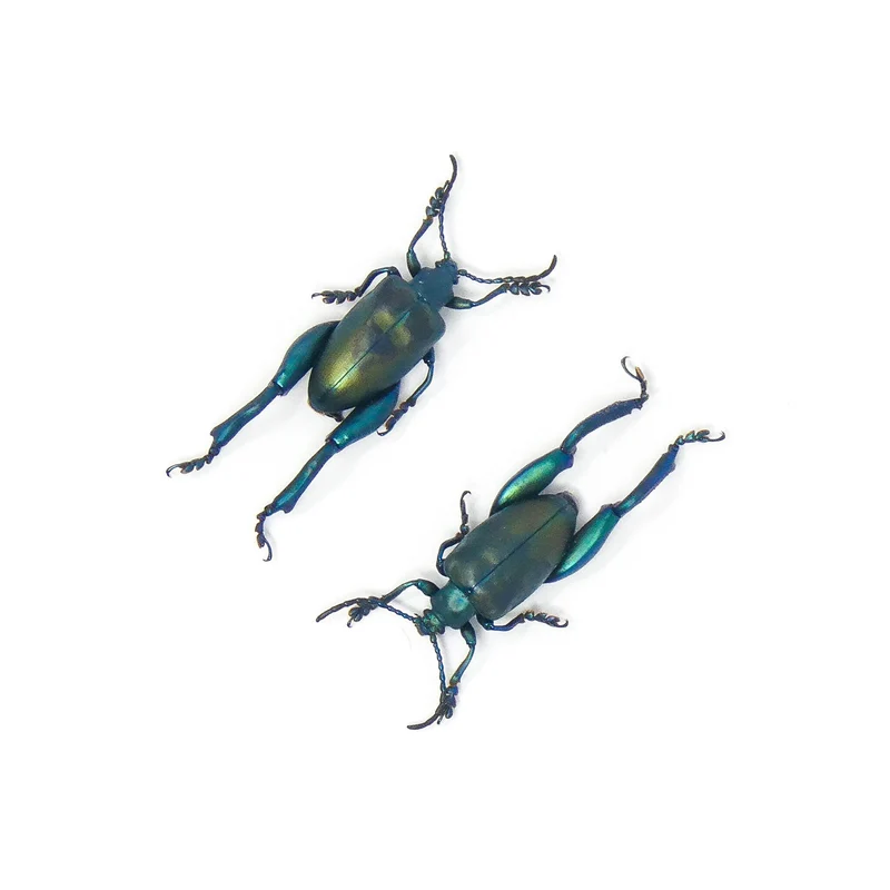 LOT OF 10 Blue Frog-Leg Beetles (Sagra femoralis) A1 Entomology Specimens (Large)