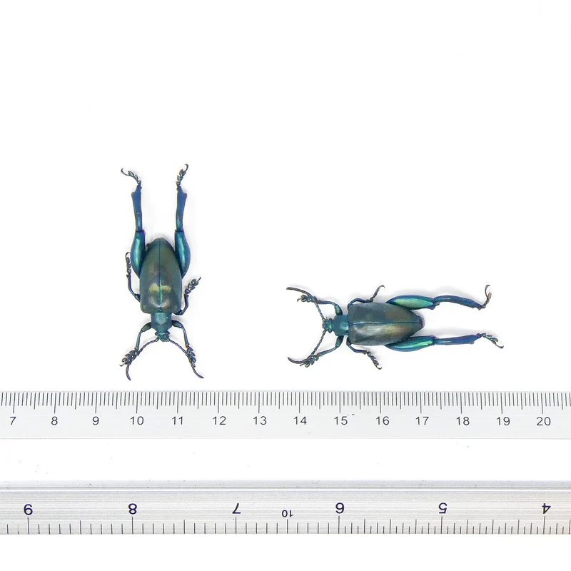 LOT OF 10 Blue Frog-Leg Beetles (Sagra femoralis) A1 Entomology Specimens (Large)