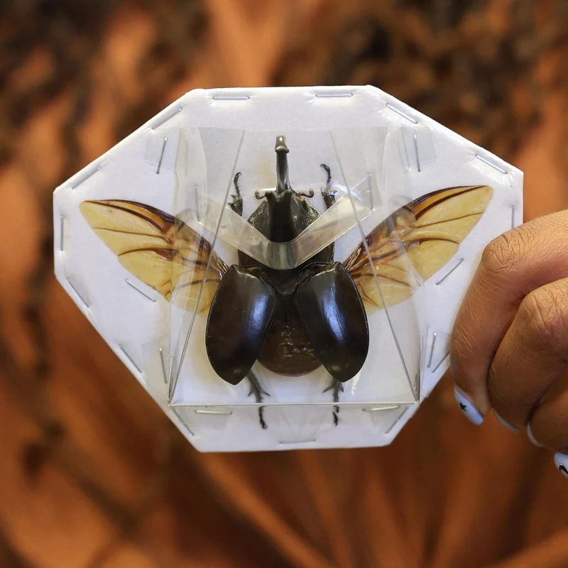 TWO (2) SPREAD Trichogomphus lunicollis alcides A1 Wings-open