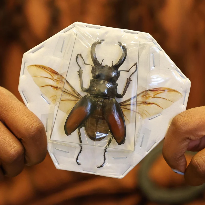TWO (2) Hexarthrius parryi A1 Spread Dry-preserved Specimens