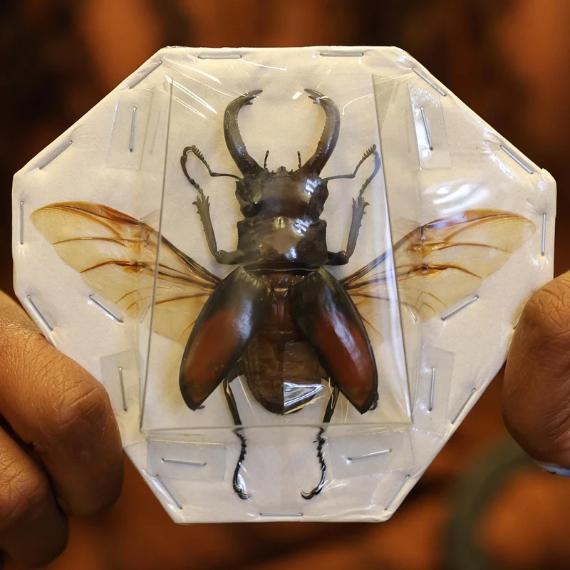 TWO (2) Hexarthrius parryi A1 Spread Dry-preserved Specimens