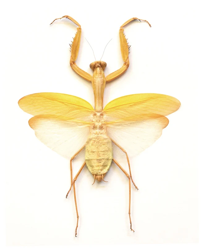 Yellow Giant Praying Mantis | Hierodula membranacea | A1 Spread Specimen | East Java