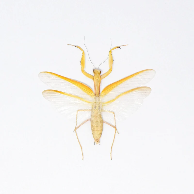 Yellow Giant Praying Mantis | Hierodula membranacea | A1 Spread Specimen | East Java