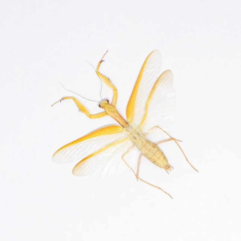 Yellow Giant Praying Mantis | Hierodula membranacea | A1 Spread Specimen | East Java