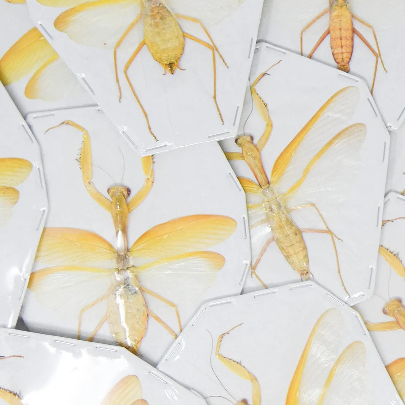 Yellow Giant Praying Mantis | Hierodula membranacea | A1 Spread Specimen | East Java