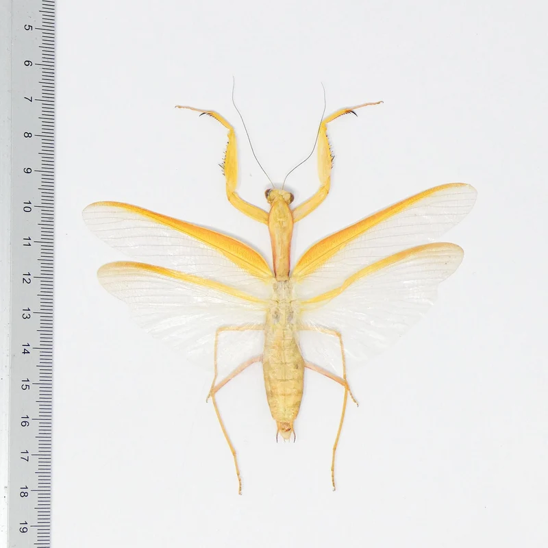 Yellow Giant Praying Mantis | Hierodula membranacea | A1 Spread Specimen | East Java