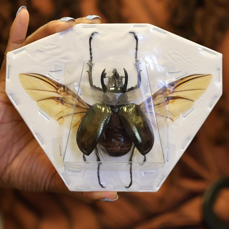 Chalcosoma Atlas Beetle Spread Specimen A1 | Wings Open | Indonesian