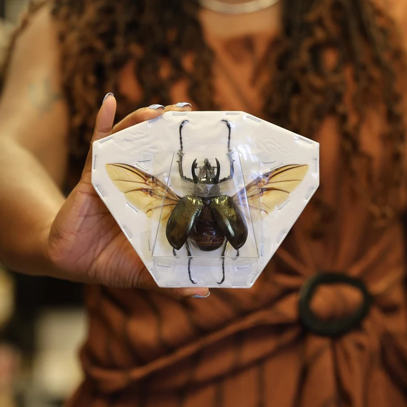 Chalcosoma Atlas Beetle Spread Specimen A1 | Wings Open | Indonesian
