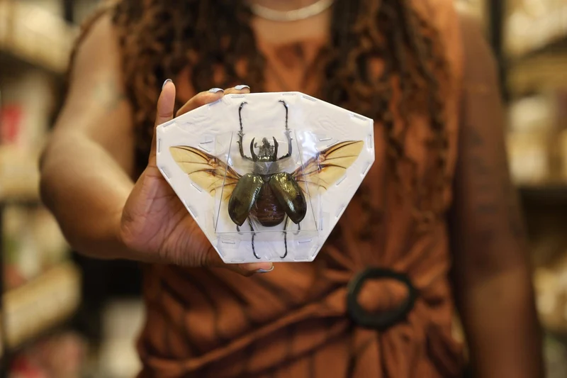 Chalcosoma Atlas Beetle Spread Specimen A1 | Wings Open | Indonesian