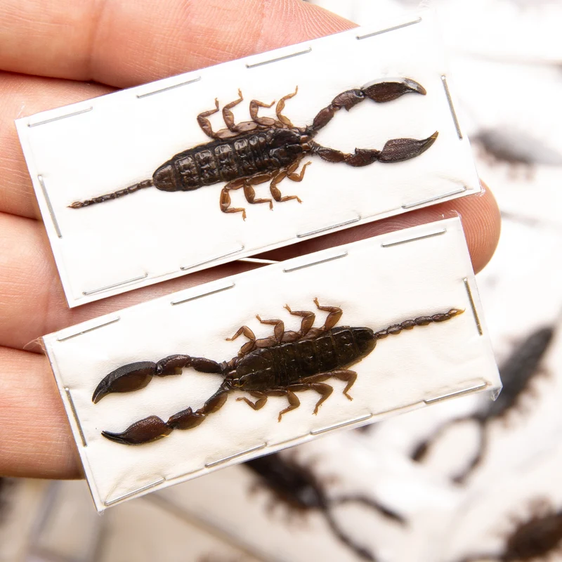 Lot of 10 Dwarf Scorpions (Liocheles australasiae) 40-50mm A1 Specimens Wholesale