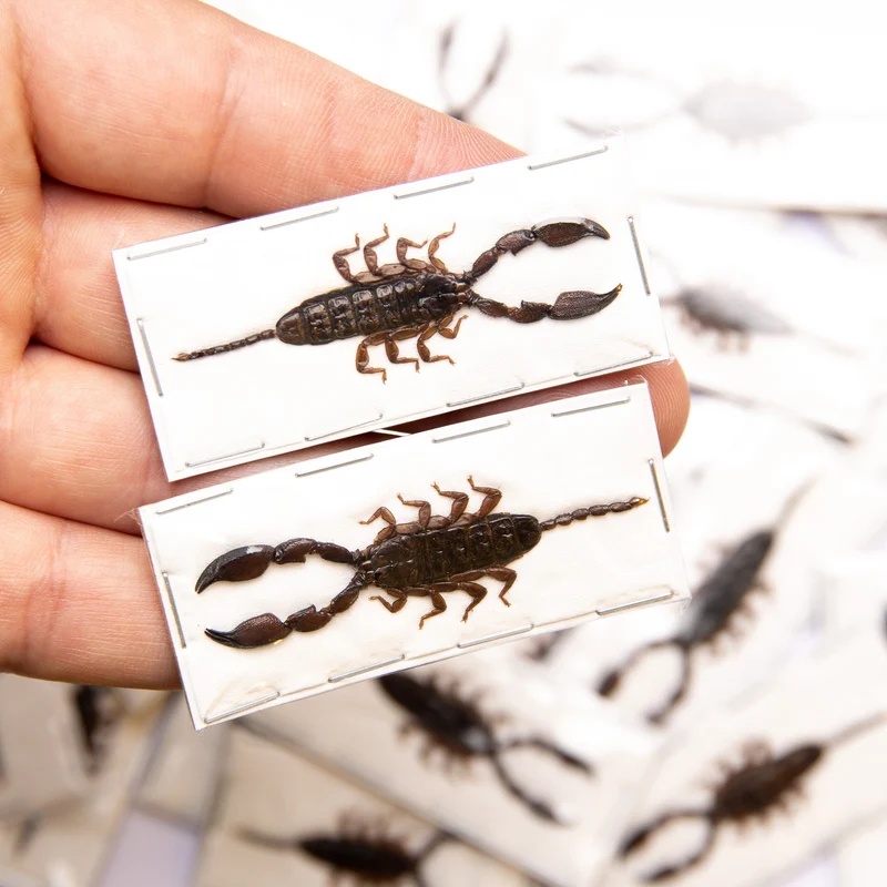 Lot of 10 Dwarf Scorpions (Liocheles australasiae) 40-50mm A1 Specimens Wholesale