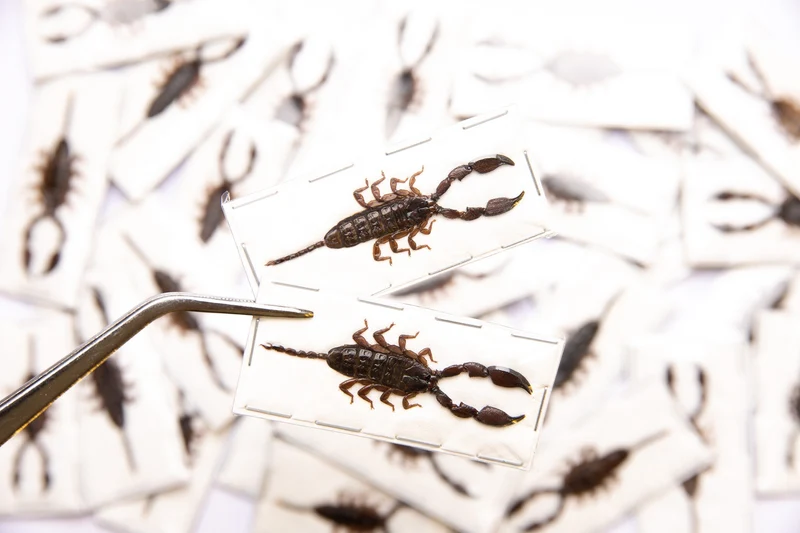 Lot of 10 Dwarf Scorpions (Liocheles australasiae) 40-50mm A1 Specimens Wholesale