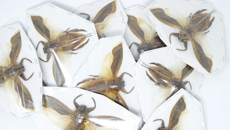 Lot of 10 Giant Water Bugs, SPREAD-WINGS (Lethocerus indicus) A1 Entomology Specimens (Wholesale)