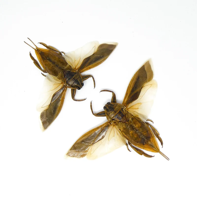 Lot of 10 Giant Water Bugs, SPREAD-WINGS (Lethocerus indicus) A1 Entomology Specimens (Wholesale)