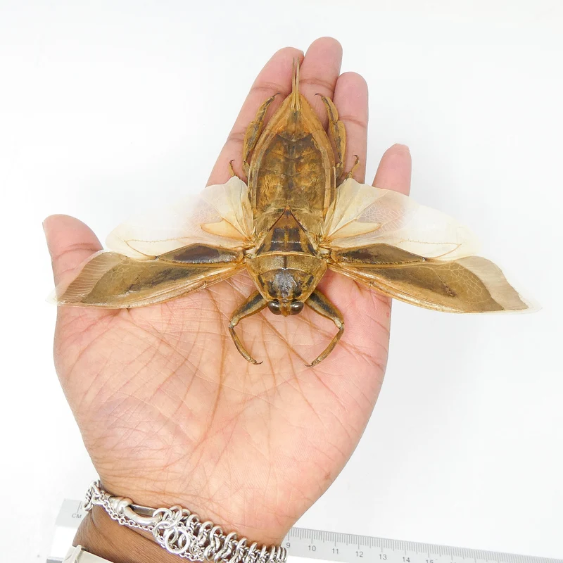Lot of 10 Giant Water Bugs, SPREAD-WINGS (Lethocerus indicus) A1 Entomology Specimens (Wholesale)