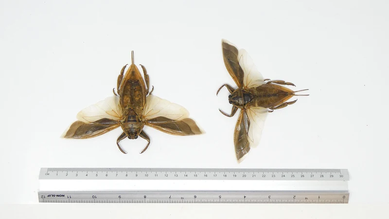 Lot of 10 Giant Water Bugs, SPREAD-WINGS (Lethocerus indicus) A1 Entomology Specimens (Wholesale)