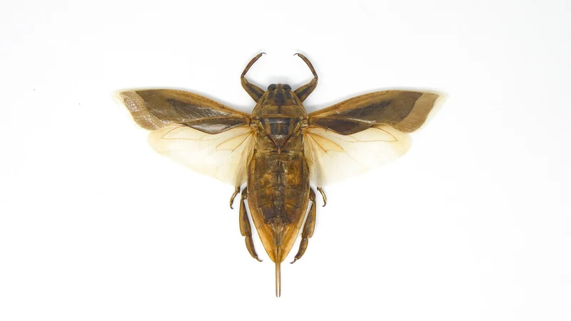 Lot of 10 Giant Water Bugs, SPREAD-WINGS (Lethocerus indicus) A1 Entomology Specimens (Wholesale)