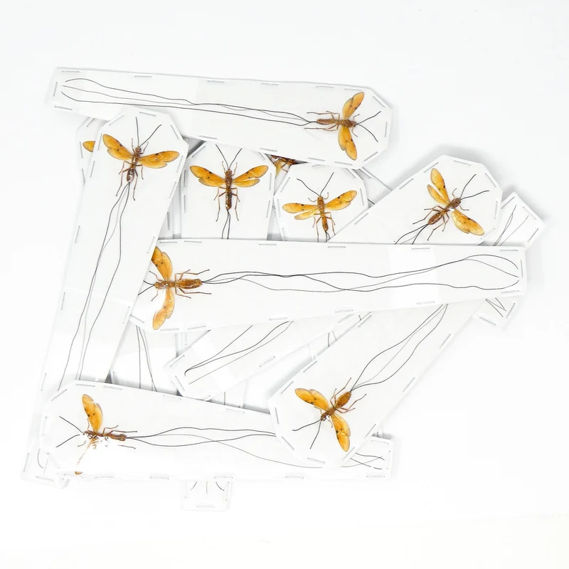 Euuobracon bhaskarai, Large Female Long-tailed Wasp, A1 Entomology Specimens