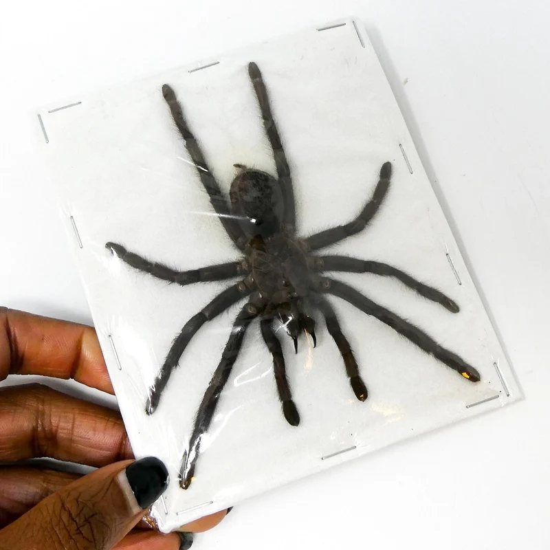 10 Spread Tarantulas Med/Lrg (Selenocosmia javanensis dolichoplectra) | A1 Specimens (wholesale)