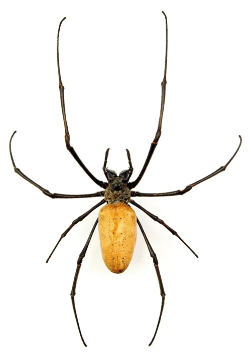 Golden Silk Orb-Weaver Spider | Nephila vitiana | A1 Dry-Preserved Specimen | Wholesale Lot of 10