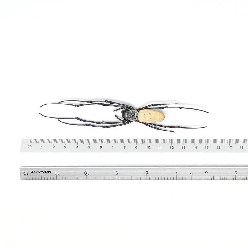 Golden Silk Orb-Weaver Spider | Nephila vitiana | A1 Dry-Preserved Specimen | Wholesale Lot of 10