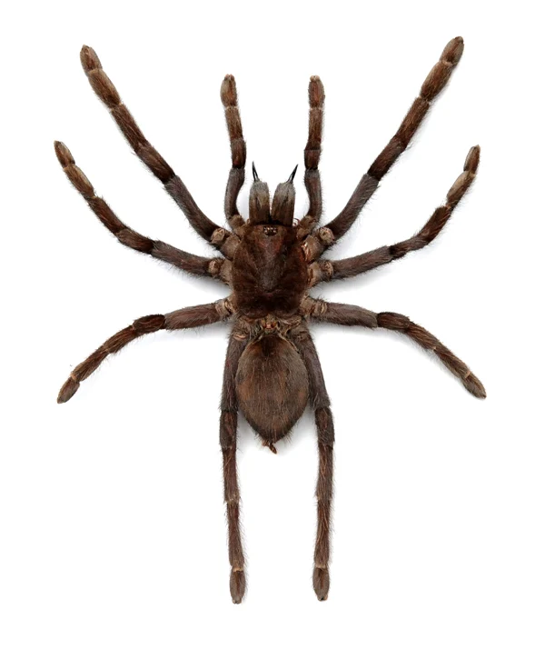 Spread Javanese Tarantulas (Selenocosmia javanensis) - Museum-Quality A1 Specimens