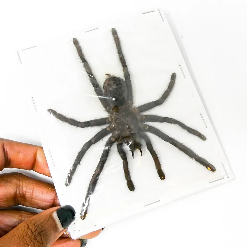 Spread Javanese Tarantulas (Selenocosmia javanensis) - Museum-Quality A1 Specimens