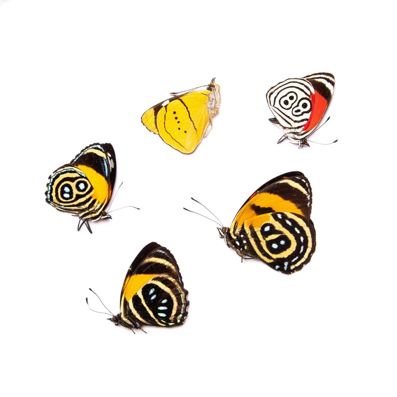 FIVE (5) Peruvian Number-Wing Butterflies A1 Mixed Assorted Callicore, Diaethria, Perisama