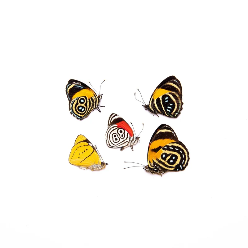 FIVE (5) Peruvian Number-Wing Butterflies A1 Mixed Assorted Callicore, Diaethria, Perisama