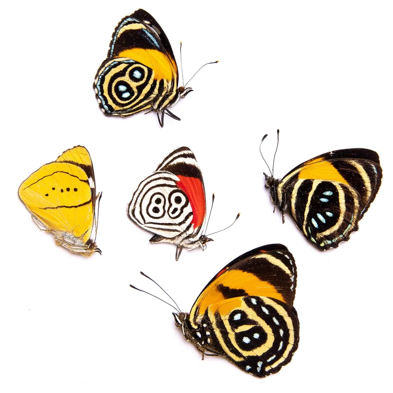 FIVE (5) Peruvian Number-Wing Butterflies A1 Mixed Assorted Callicore, Diaethria, Perisama