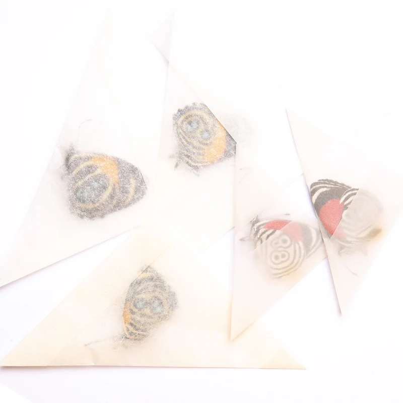 FIVE (5) Peruvian Number-Wing Butterflies A1 Mixed Assorted Callicore, Diaethria, Perisama