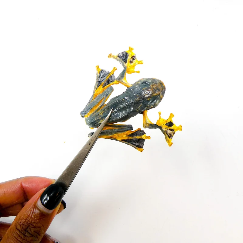 Reinwardt's Tree Frogs A1 Sitting Pose | Rhacophorus Reinwardtii | Java Dry-Preserved Specimens
