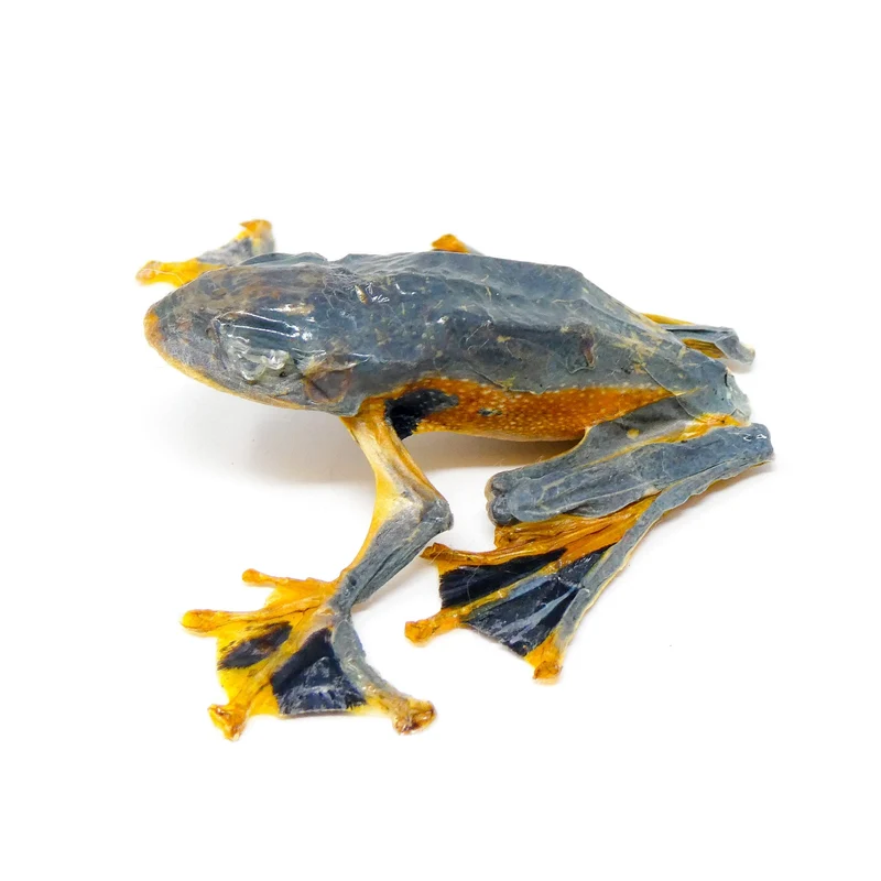 Reinwardt's Tree Frogs A1 Sitting Pose | Rhacophorus Reinwardtii | Java Dry-Preserved Specimens
