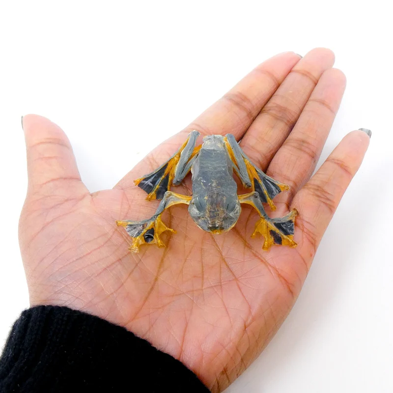Reinwardt's Tree Frogs A1 Sitting Pose | Rhacophorus Reinwardtii | Java Dry-Preserved Specimens