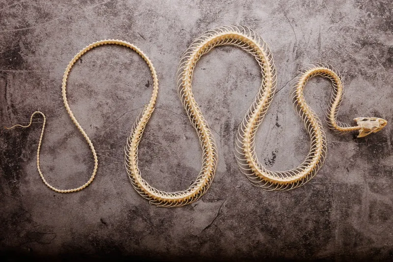 Rat Snake CURVED SKELETON (Ptyas korros) A1 Specimen (Non-CITES)