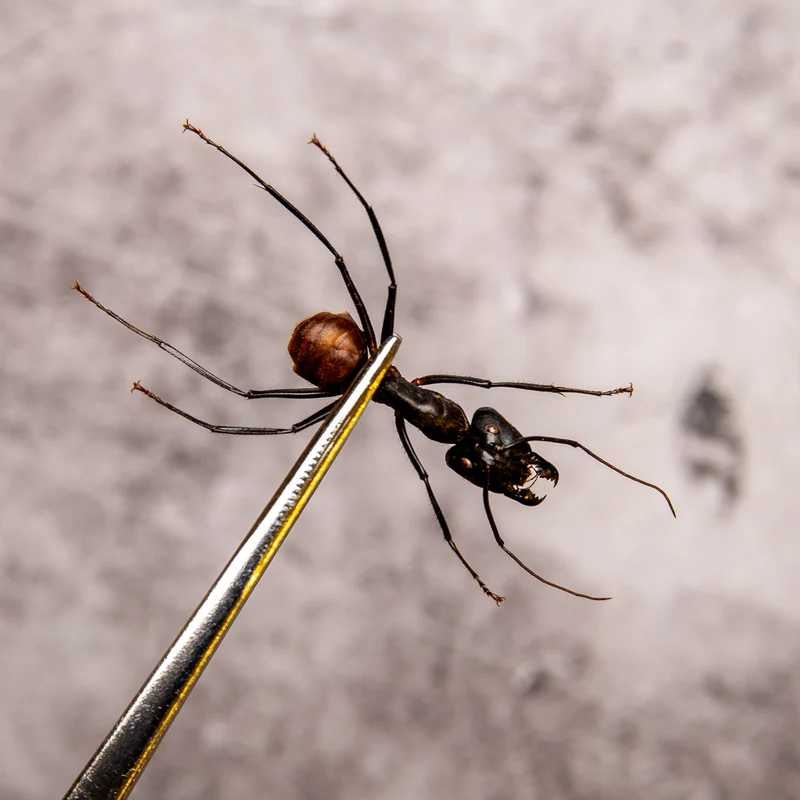 Giant Soldier Ants (Camponotus gigas) - A1 Spread Specimens (Set of 2)