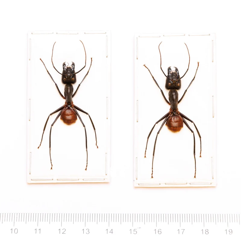 Giant Soldier Ants (Camponotus gigas) - A1 Spread Specimens (Set of 2)