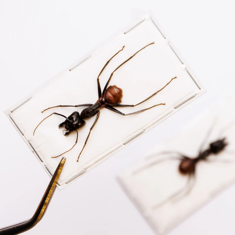 Giant Soldier Ants (Camponotus gigas) - A1 Spread Specimens (Set of 2)